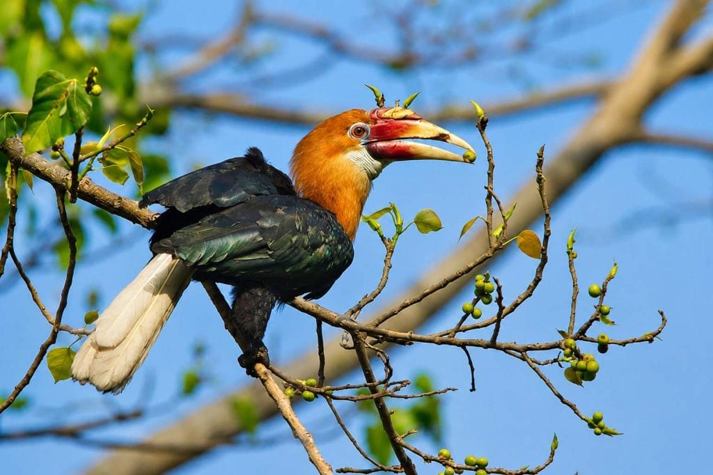 Bird Watching in Andaman with tropical birds surrounded by lush forests, mangroves, and natural island habitats.