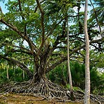 Ross Island near Port Blair with tropical greenery and historic heritage surroundings