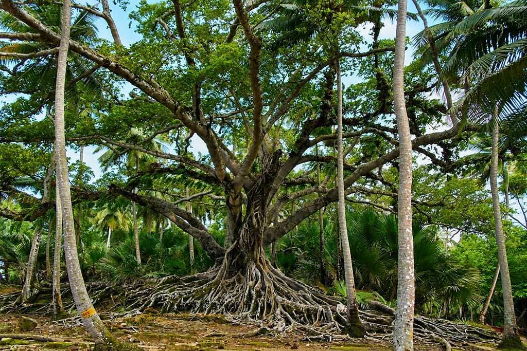 Ross Island near Port Blair with tropical greenery and historic heritage surroundings