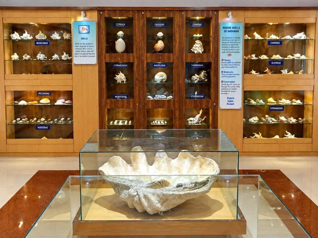 Biodiversity exhibits at Samudrika Naval Marine Museum in Port Blair, Andaman Islands