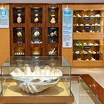 Biodiversity exhibits at Samudrika Naval Marine Museum in Port Blair, Andaman Islands
