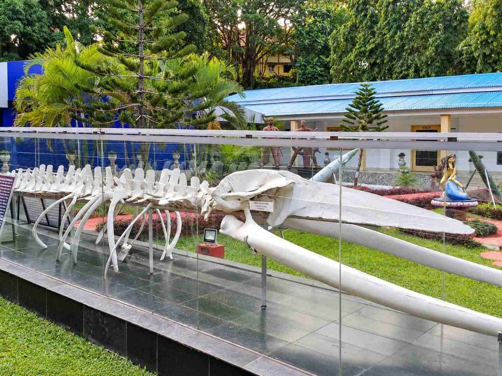 Marine displays at Samudrika Museum in Port Blair highlighting the underwater world of the Andaman Islands