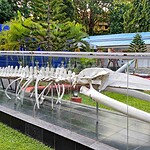 Marine displays at Samudrika Museum in Port Blair highlighting the underwater world of the Andaman Islands