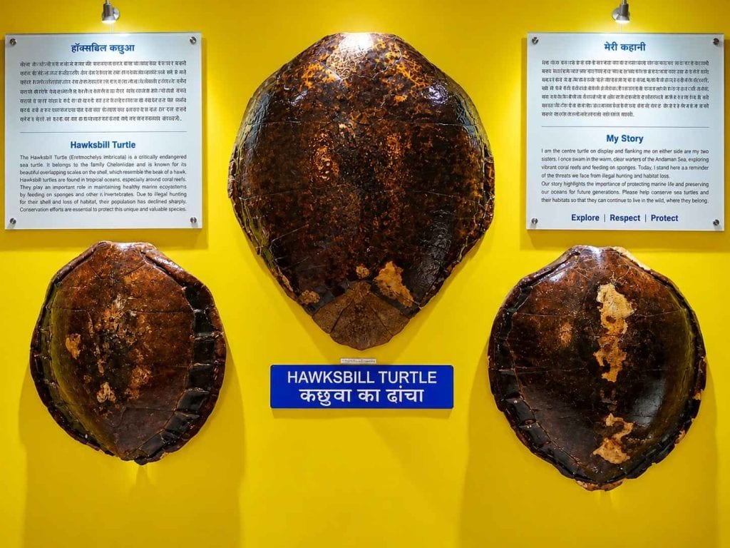 Island ecosystem display at Samudrika Naval Marine Museum in Port Blair, Andaman