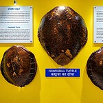 Island ecosystem display at Samudrika Naval Marine Museum in Port Blair, Andaman