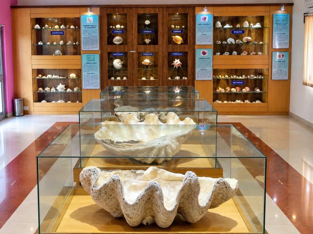 Sea life exhibition at Samudrika Naval Marine Museum in Port Blair, Andaman Islands