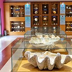 Sea life exhibition at Samudrika Naval Marine Museum in Port Blair, Andaman Islands