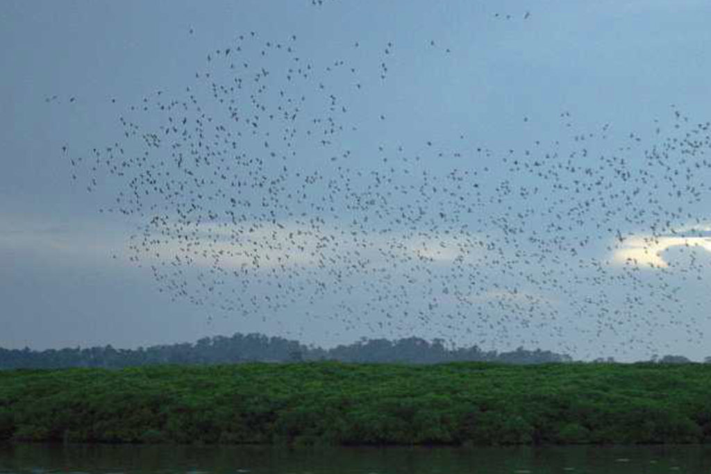 Bird Island in Andaman