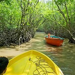 Baratang mangrove forest surrounded by tropical greenery in the Andaman Islands