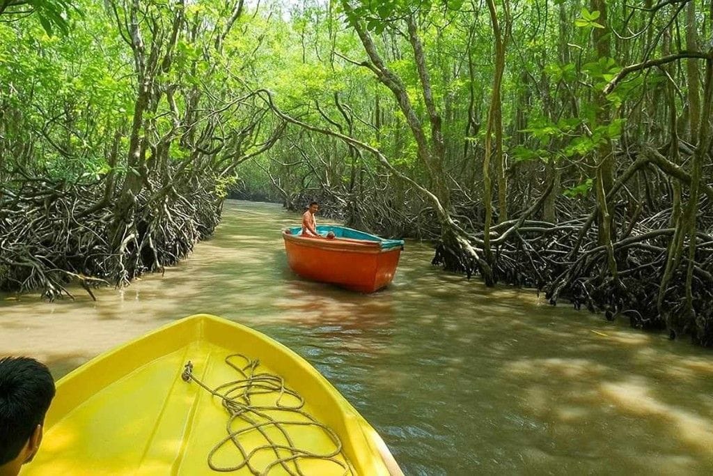 Baratang mangrove forest surrounded by tropical greenery in the Andaman Islands