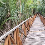 Wooden pathway through lush green tropical forest in Baratang, Andaman.