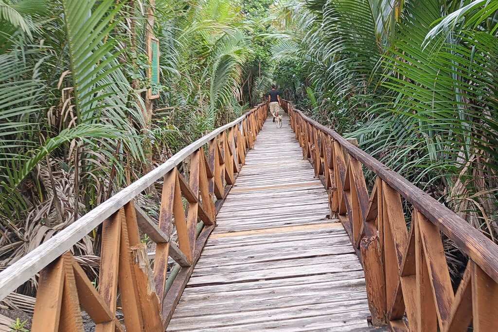 Wooden pathway through lush green tropical forest in Baratang, Andaman.