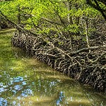 Mangrove trees along a calm waterway in Andaman Islands.