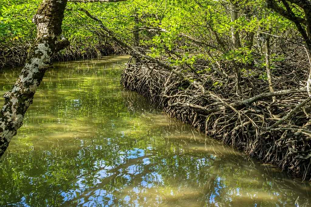 Mangrove trees along a calm waterway in Andaman Islands.
