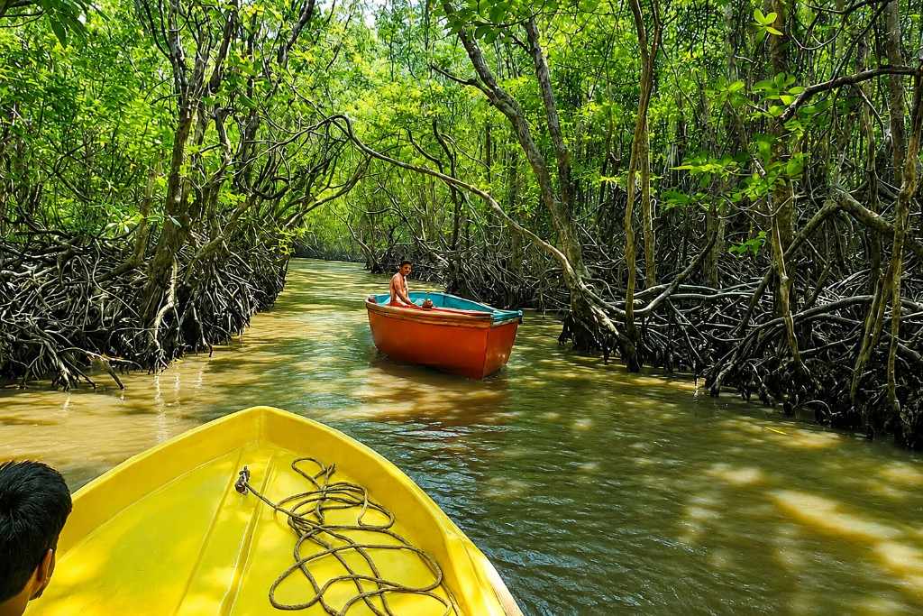 Mangrove Safari in Andaman through scenic mangrove forests and waterways during an island sightseeing trip.