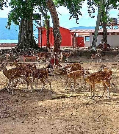 6N7D Andaman Family Packages @ 22,153/-pp