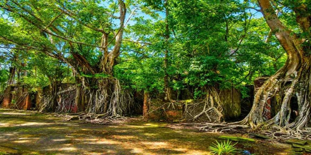 Ross Island (Netaji Subhash Chandra Bose Island) near Sri Vijaya Puram (Port Blair), Andaman & Nicobar Islands, featured in Andaman Family Tour with Flight Price.