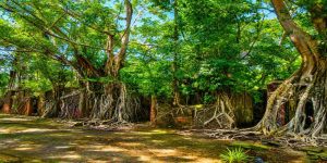 Ross Island (Netaji Subhash Chandra Bose Island) near Sri Vijaya Puram (Port Blair), Andaman & Nicobar Islands, featured in Andaman Family Tour with Flight Price.