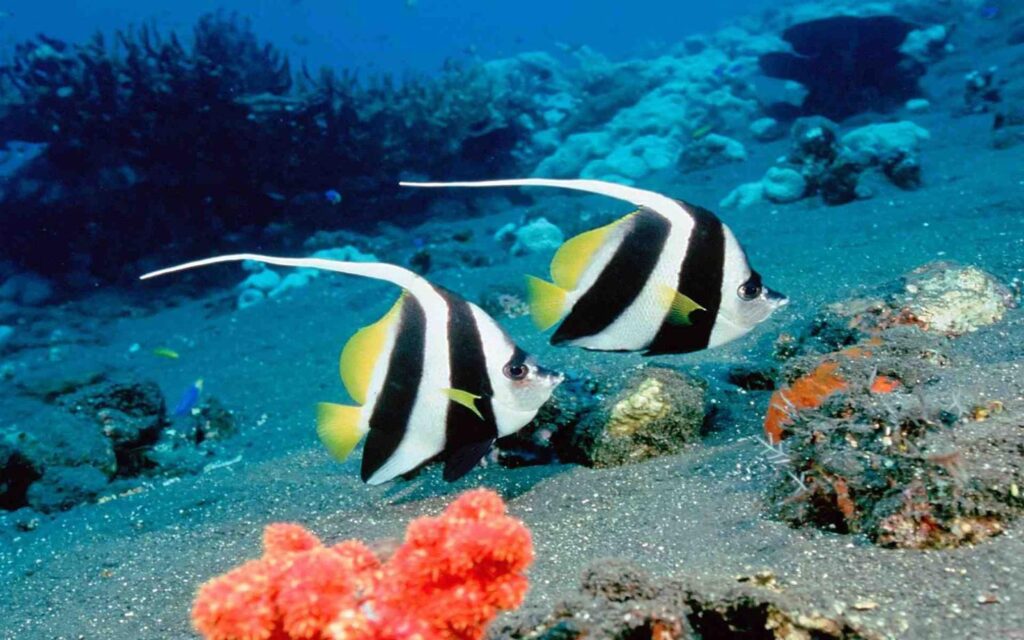 fish underwater Andaman tour packages from Mumbai @ 12,452/-pp