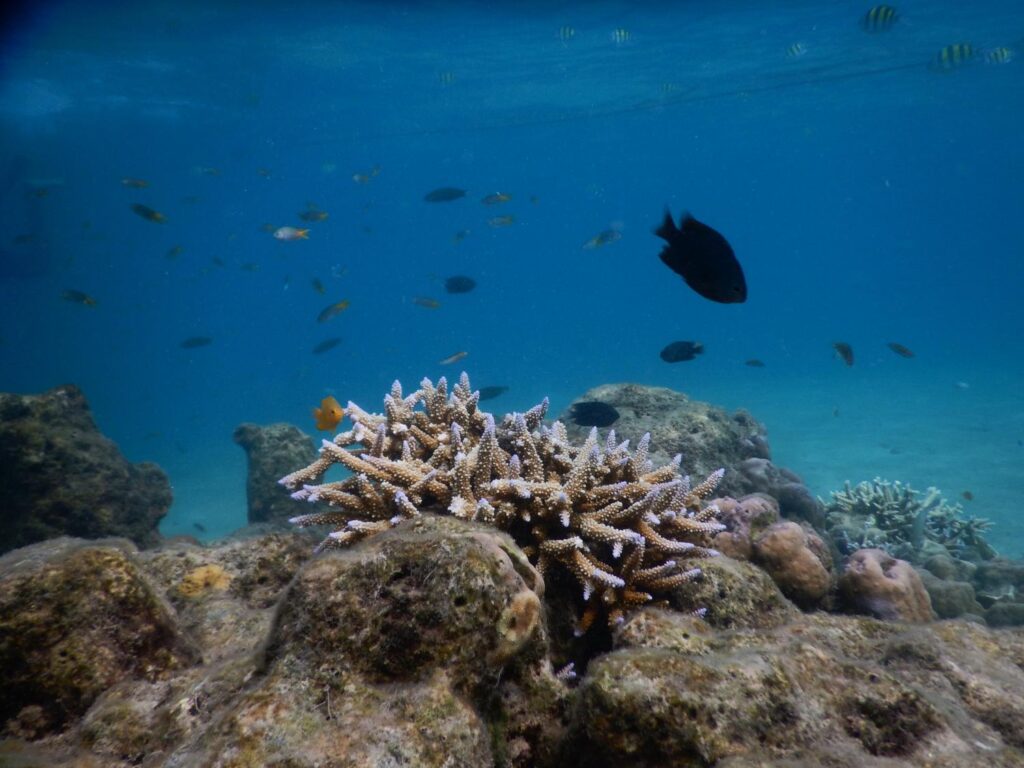 DSCN5425 Copy Andaman Tour Packages from Kolkata at 12,500/-pp