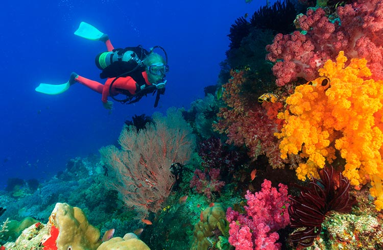diving coral reef gettyimages stuart westmorland 166264781 1 Andaman Tour Packages from Bangalore Starting 12,500/-pp
