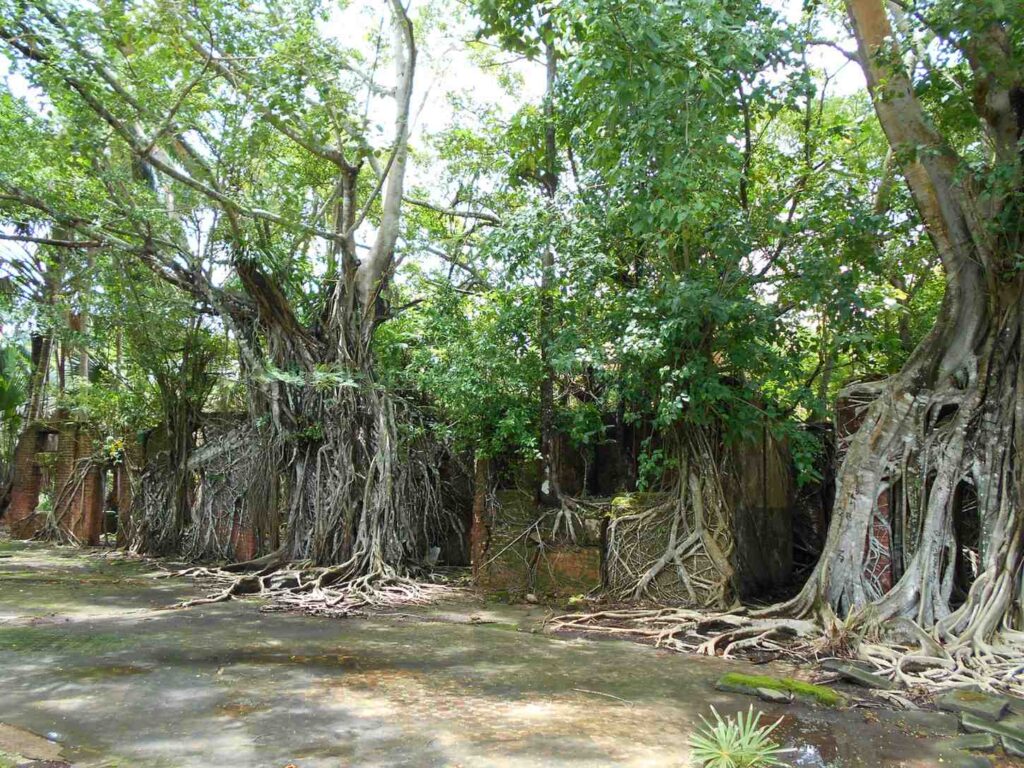 Andaman Tour Package from Chennai