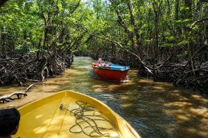 Baratang Tour Packages @ 4,500/- - Andaman Ocean Tours & Travels Mangrove boat ride through the waterways of Baratang Island, Andaman & Nicobar Islands, during a Baratang Island tour.