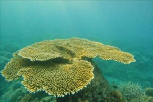 corals in andaman