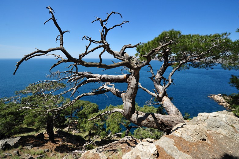 Andaman Packages from Ranchi