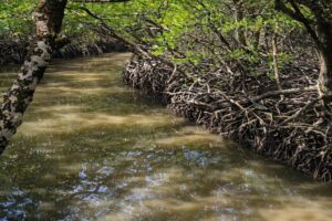 Lime Stone Cave Baratang Island, Andaman Nicobar Islands