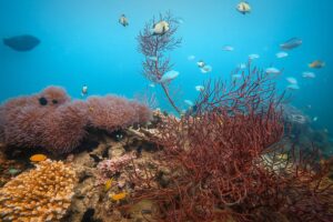 Book Scuba Diving in Havelock Island - Andaman