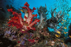 Colorful coral reef with fish and marine life in Andaman waters.