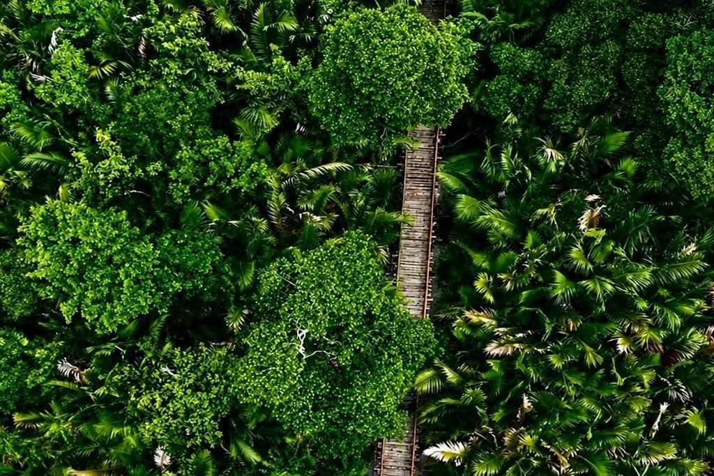Dhannilah Mangrove Walkway Rangat on 3N4D Diglipur Tour Packages