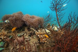 Colorful coral reef with fish and marine flora in Andaman waters.
