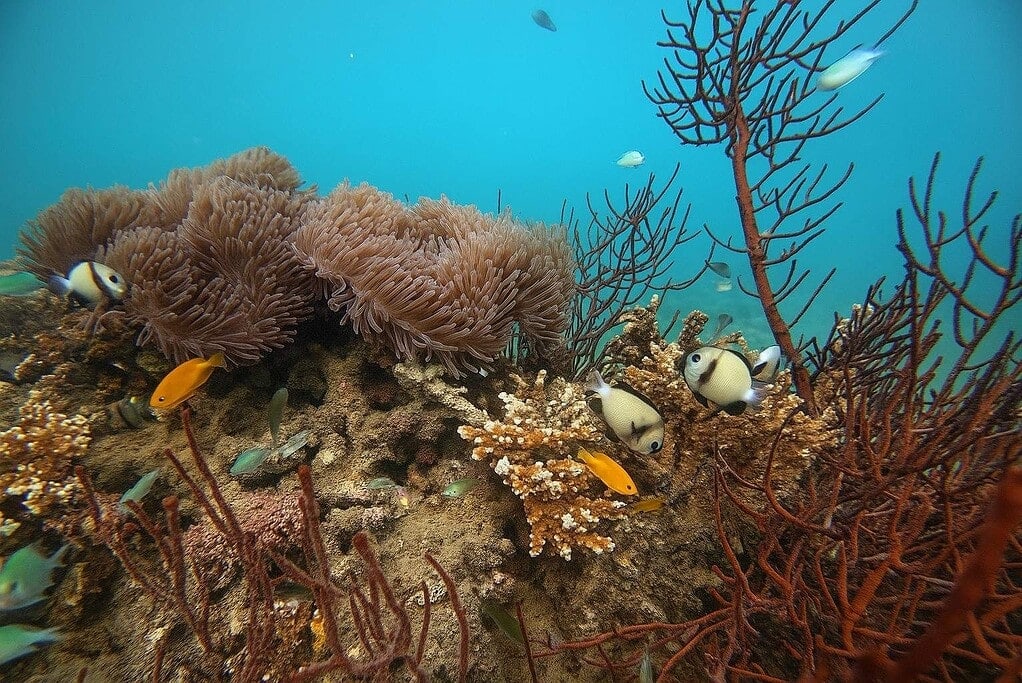 Colorful coral reef with fish and marine flora in Andaman waters.