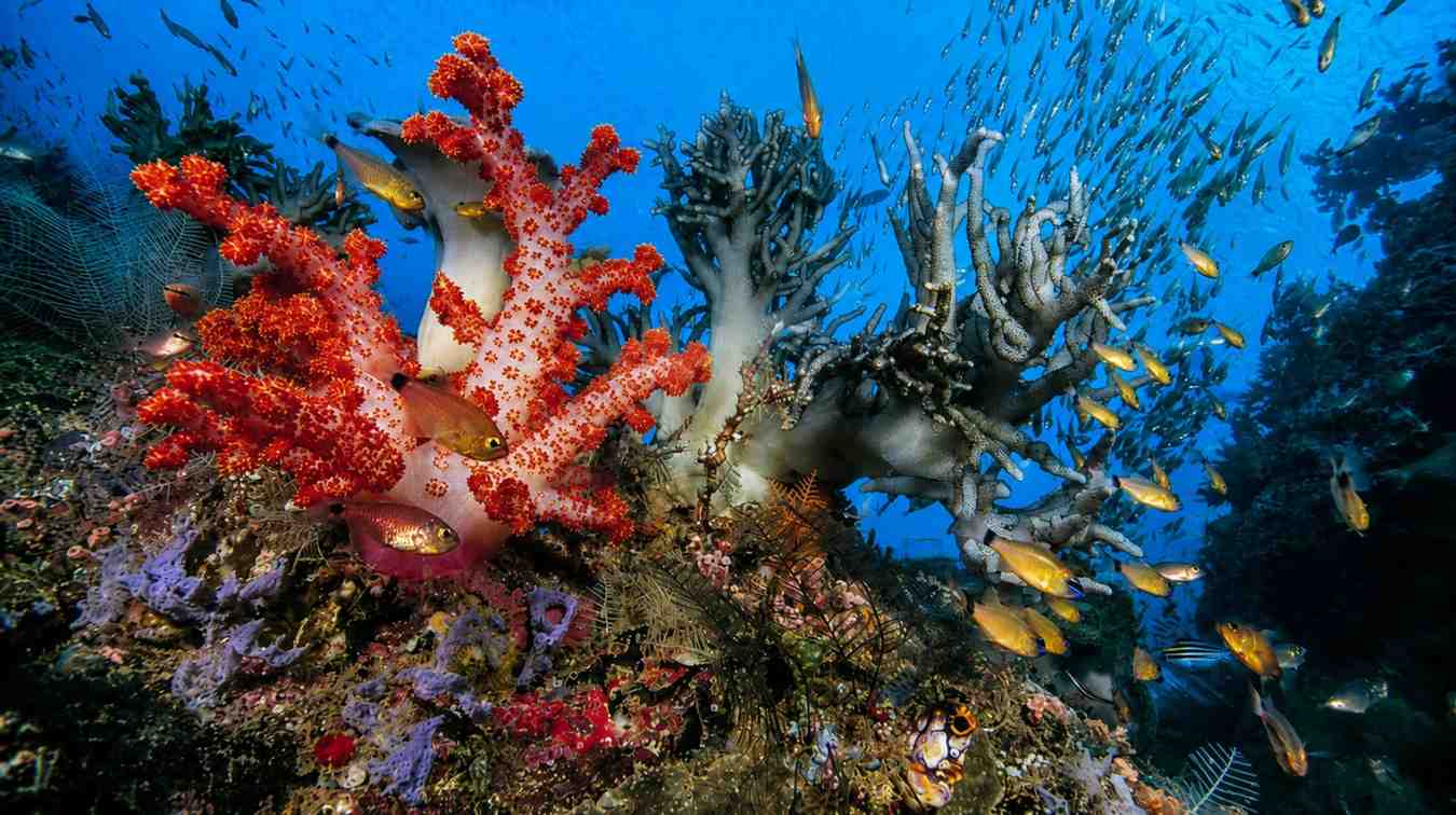 Most Popular 3 Nights 4 Days Andaman Tour Package covering Port Blair, Havelock Island, ferry transfers, hotels, and sightseeing.