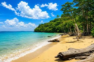 Beautiful Andaman beach with clear blue water and lush green trees.