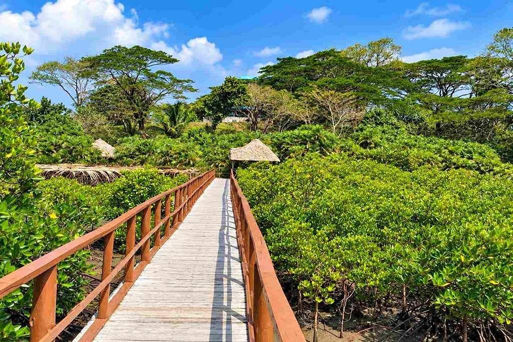 Wooden walkway through mangrove surroundings at Yerrata in Rangat, Middle Andaman