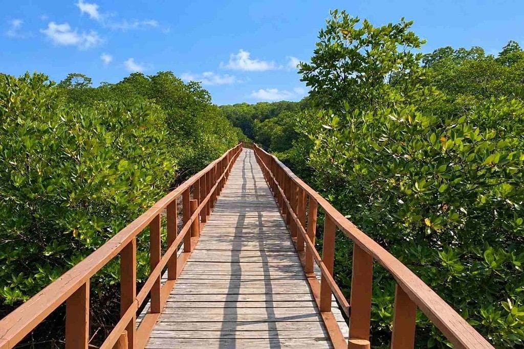 Mangrove forest landscape along the Yerrata Mangrove Walkway in Rangat, Middle Andaman